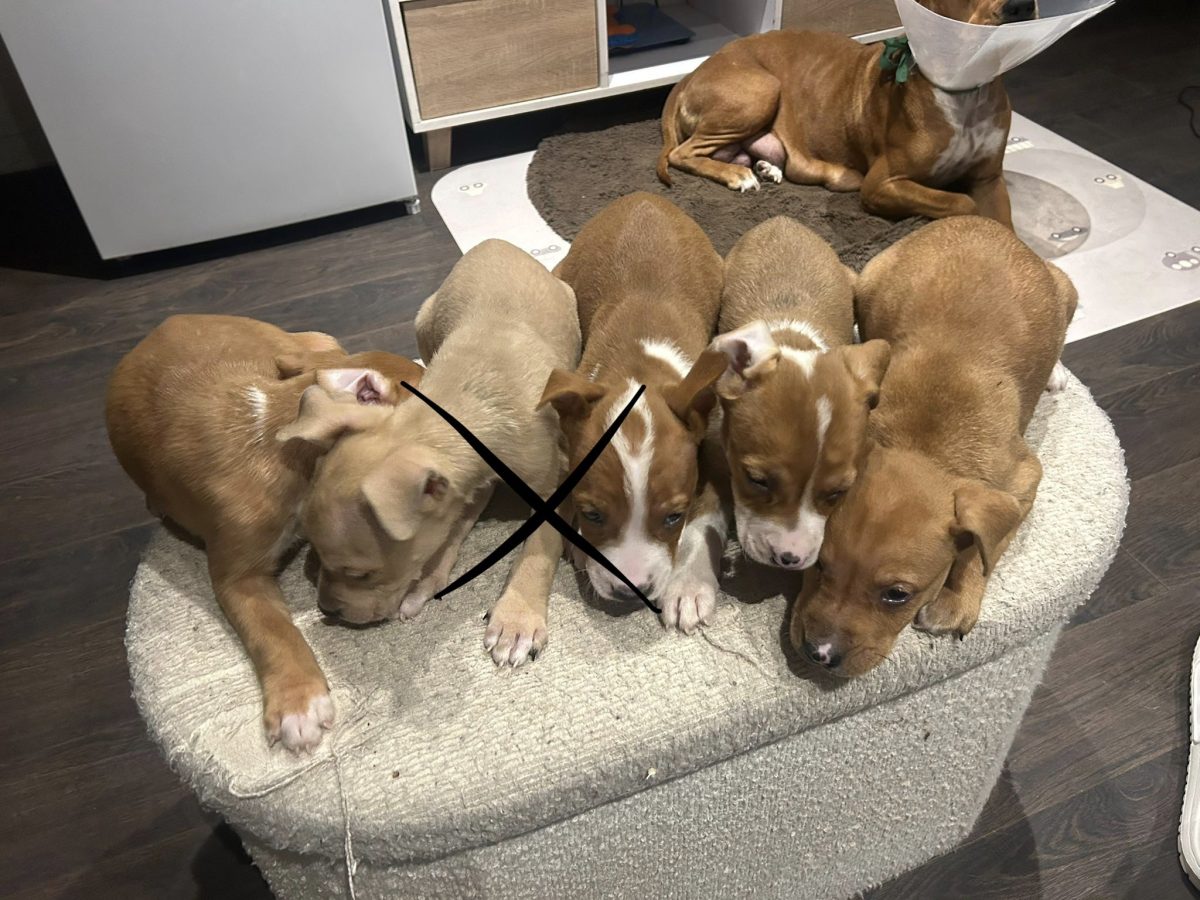 Dog for sales — 1/2