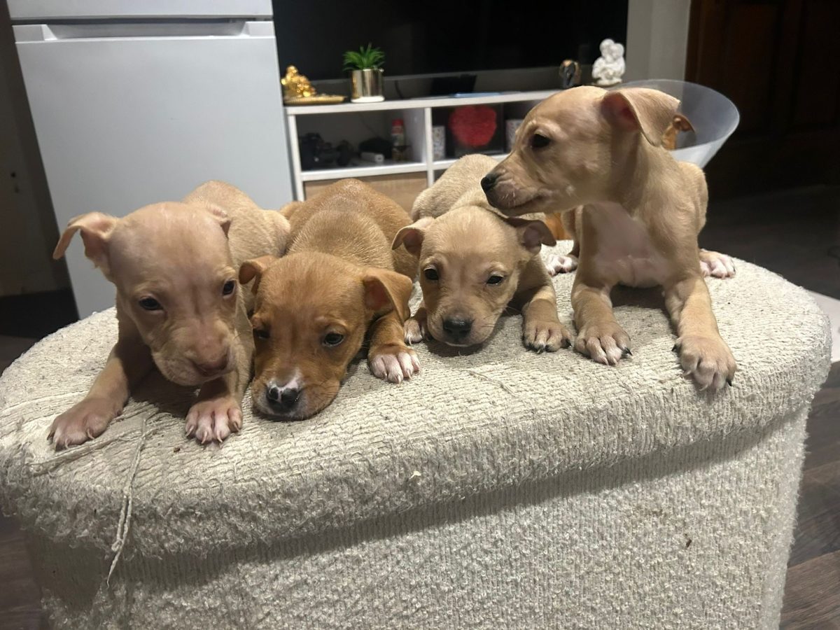 Dog for sales — 2/2