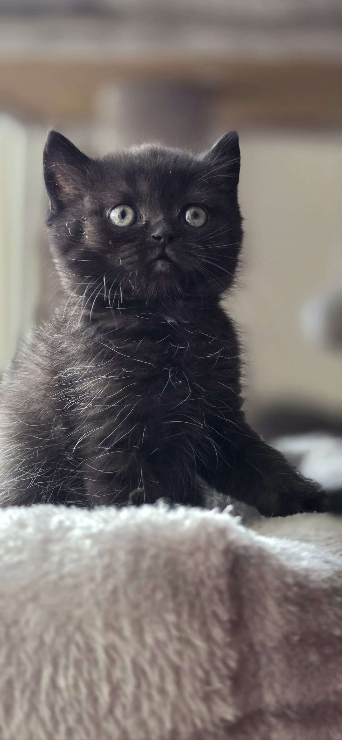 🐱 Kittens Available for Sale 🐱 — 1/4