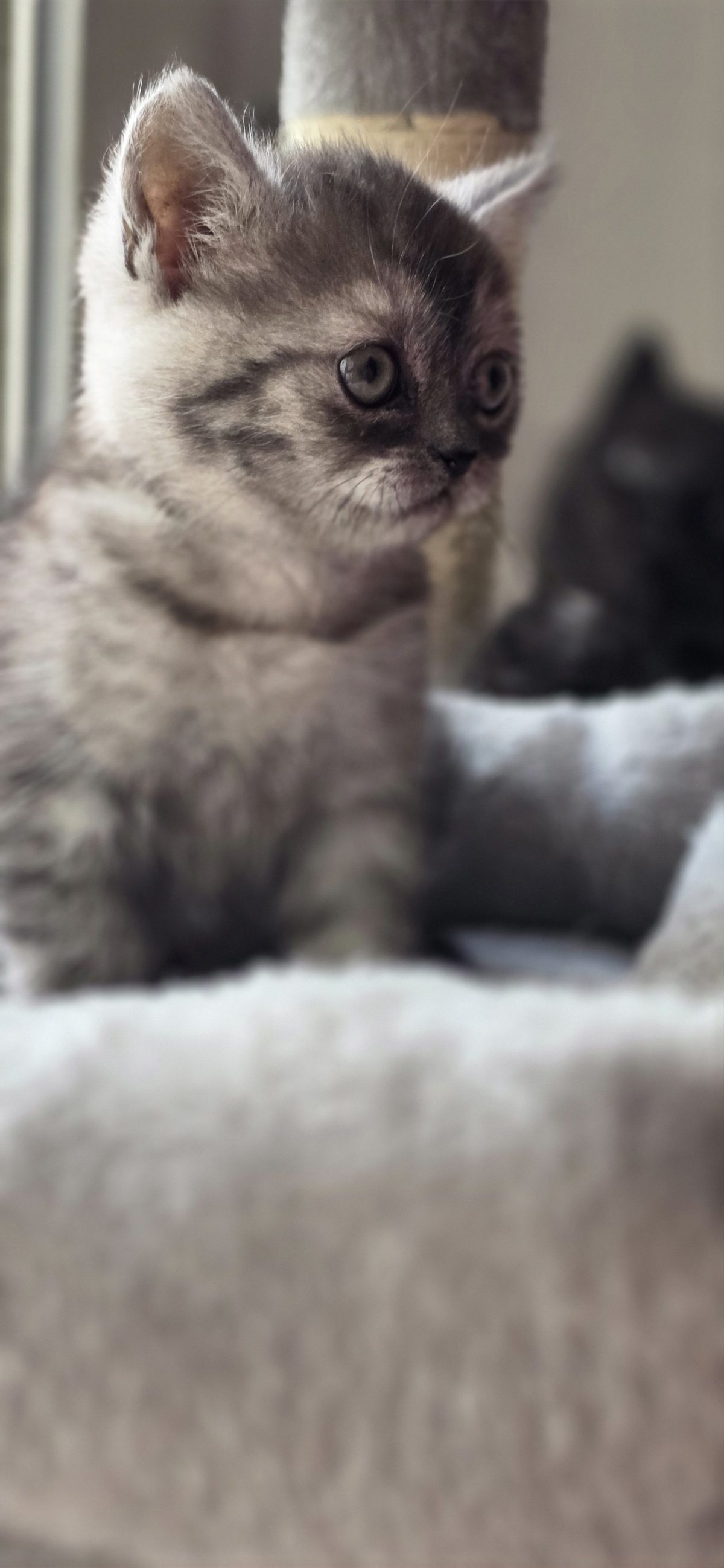 🐱 Kittens Available for Sale 🐱 — 4/4